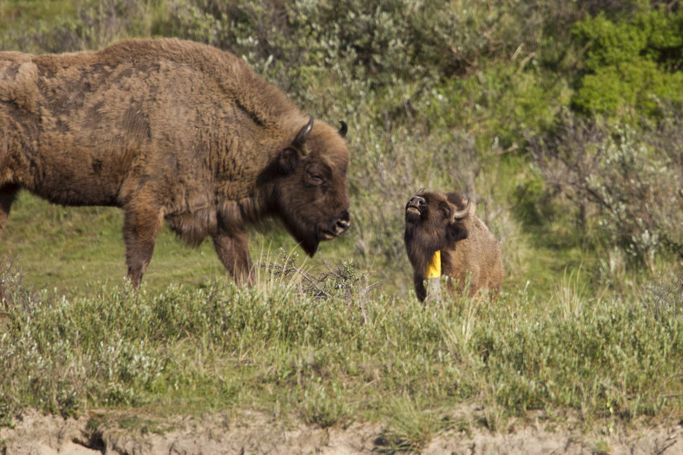 Rossiyada krossdresser porno Yalangoch qizlar raqs porno video