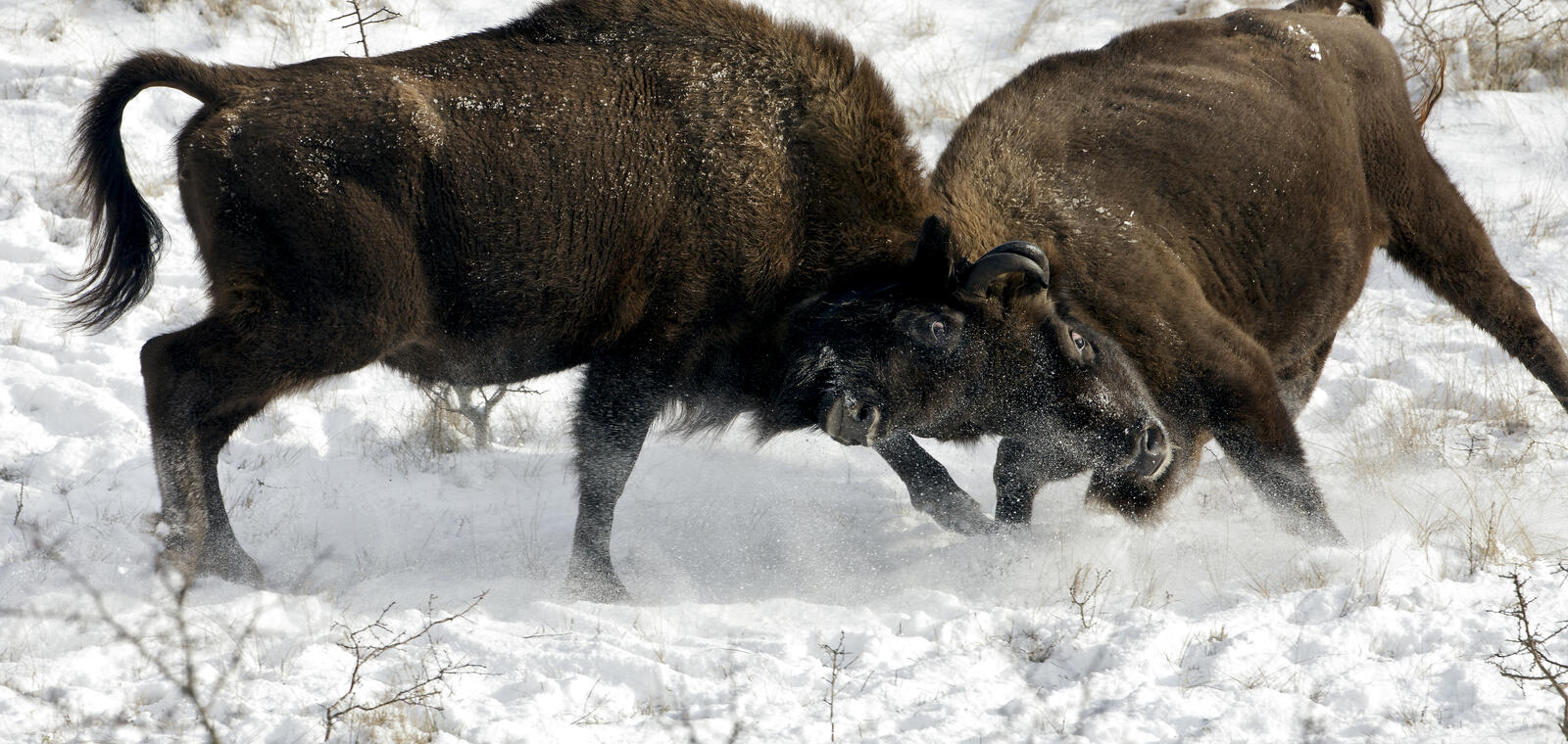 Wisenten in de sneeuw. Foto: Ruud Maaskant