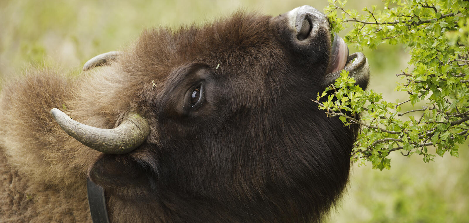 Wisent eet meidoorn. Foto: Ruud Maaskant