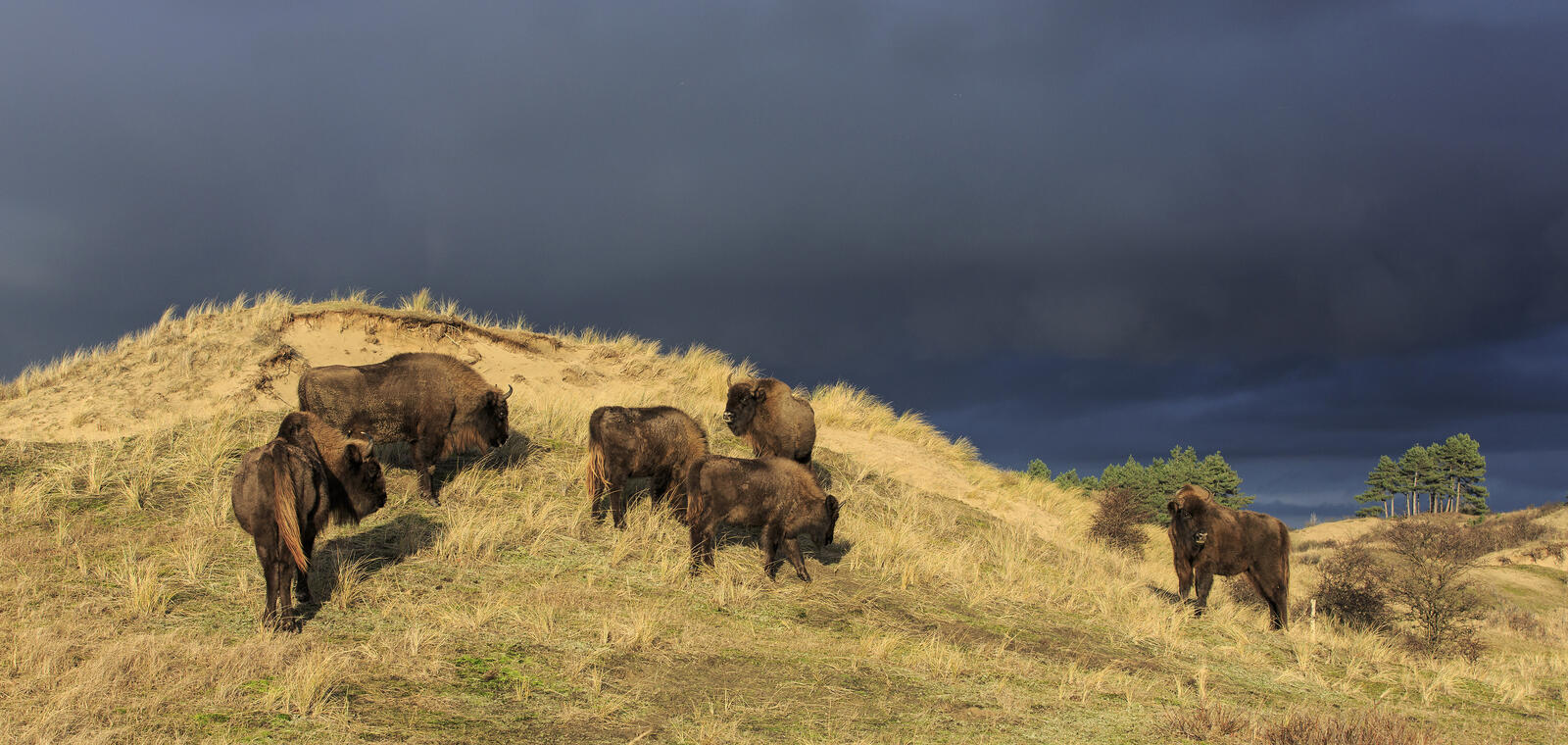 Wisenten tegen donkere achtergrond. Foto: Ruud Maaskant