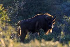 Wisent met gouden randje. Foto: Ruud Maaskant