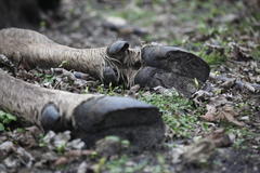 Dead European bison female. Photo: Karsten Reiners