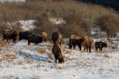 Wisenten grazend in de sneeuw. Foto: Ruud Maaskant