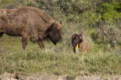 Wisent krapt kop aan gele paal. Foto: Ruud Maaskant