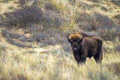 Wisent in verlaten veld. Foto: Ruud Maaskant