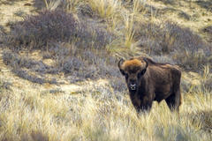 Bison in the Kraansvlak. Photo: Ruud Maaskant