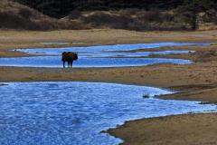 Wisent tussen het water. Foto: Ruud Maaskant