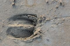 Wisentspoor in het zand. Foto: Ruud Maaskant