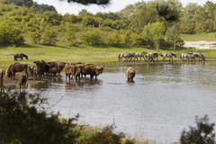 Bison and konikhorses at the water. Photo: Ruud Maaskant