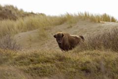 Wisentkalf in duinlandschap. Foto: Ruud Maaskant