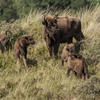 4 calves and 2 mothers. Photo: Ruud Maaskant