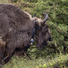 Bison with gps collar. Photo: Ruud Maaskant