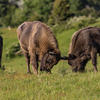 French bulls in Kraansvlak herd. Photo: Ruud Maaskant
