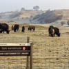 Bison at the Bison Trail. Photo: Ruud Maaskant