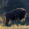Bison. Photo: Ruud Maaskant