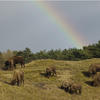 Bison and rainbow. Photo: Ruud Maaskant