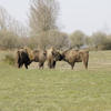 Bisons herd, females smelling newcomer