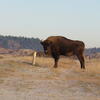 Bison on Bison Trail