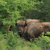 Almost 2 years old bison. Photo: Leo Linnartz