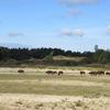 Konik horses and European bison in Kraansvlak. Photo: Louise Prevot