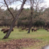The_bison_from_kraansvlak_are_quickly_accepted_into_the_existing_herd