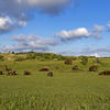 European bison in Kraansvlak. Photo: Ruud Maaskant