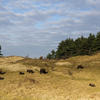 Bison in the Kraansvlak dune area. Photo: Ruud Maaskant