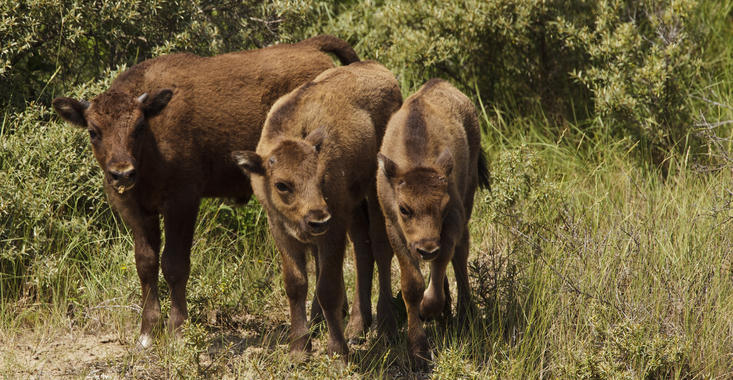 3 bisoncalves. Photo: Ruud Maaskant
