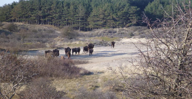 Bison check out new terrain. Photo: Esther Linnartz