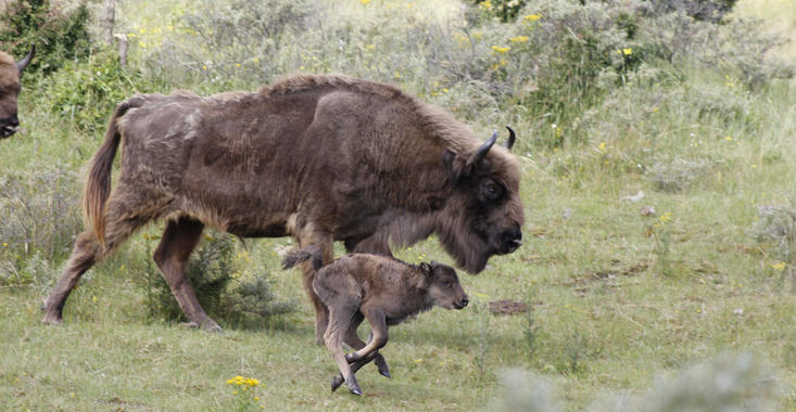 Bisoncalf with mother. Photo: Esther Rodriguez