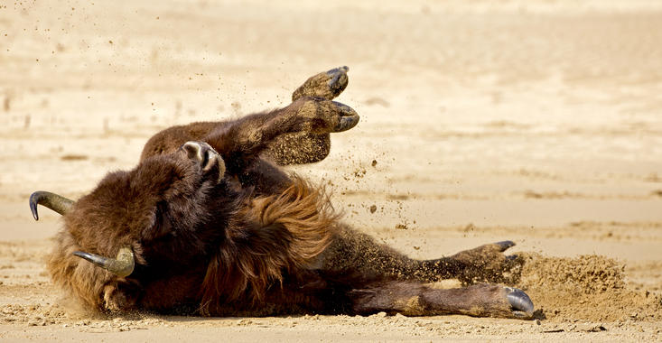 Bison takes sandbath. Photo: Ruud Maaskant