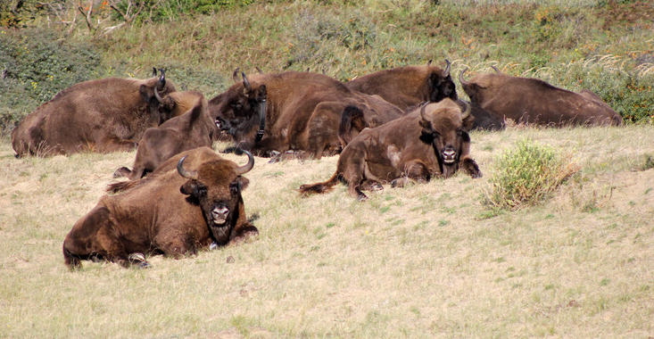Bison in the sun. Photo: Esther Rodriguez