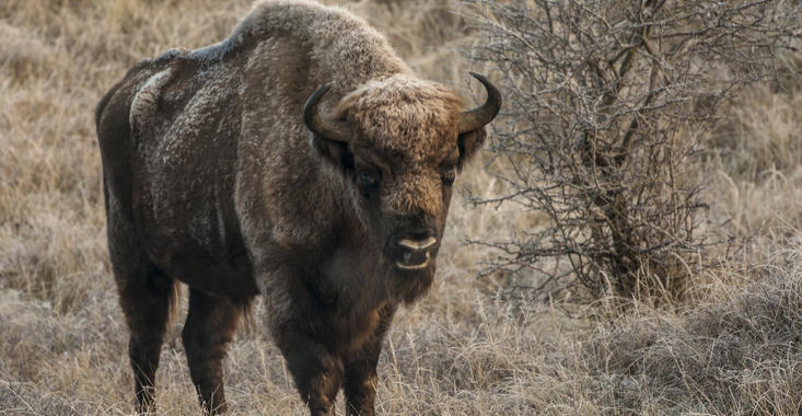 Bison bull. Photo: Ruud Maaskant