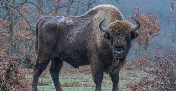 first bull exported out of Kraansvlak