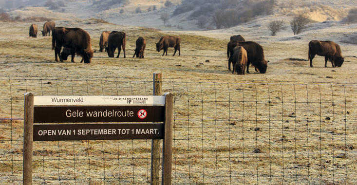 Bison at the Bison Trail. Photo: Ruud Maaskant