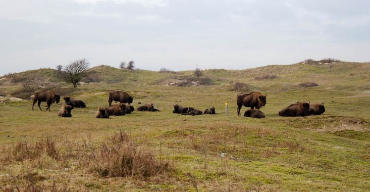 Bison herd at Bison Trail