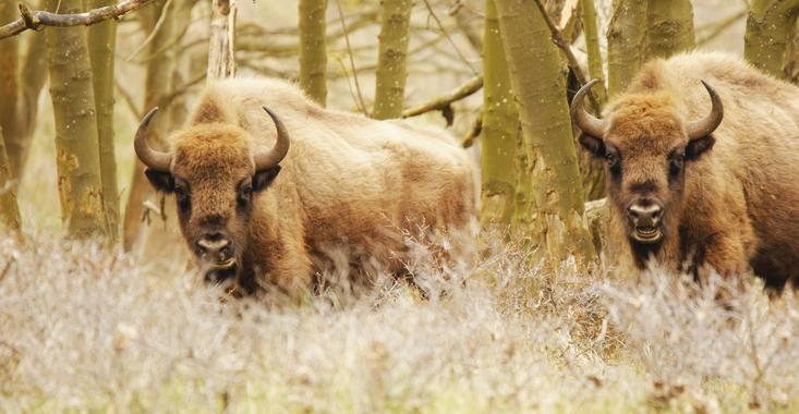 European bison bulls. Photo: Esther Rodriguez