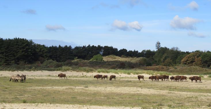 Konik horses and European bison in Kraansvlak. Photo: Louise Prevot
