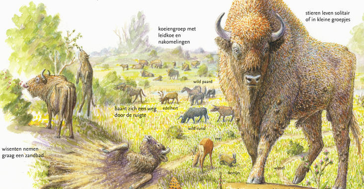 Bison and its key role in nature. Drawing: Jeroen Helmer