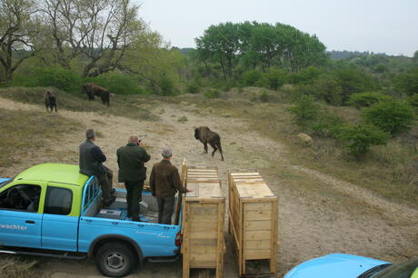 Loslaten wisent. Foto: Leo Linnartz