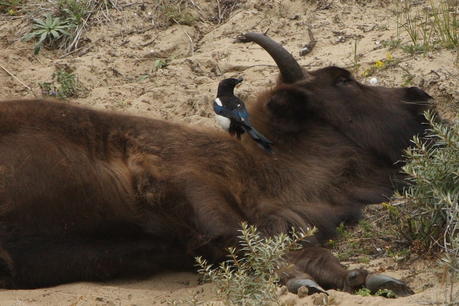 Magpie and bison. Photo: Leo Linnartz