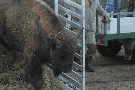 Release of bison. Photo: Leo Linnartz