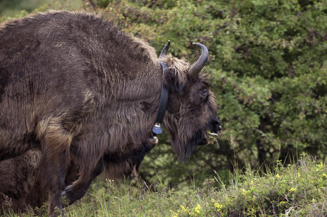 Bison with gps collar. Photo: Ruud Maaskant