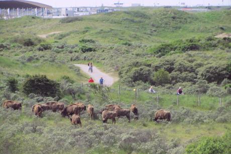 Wisent en publiek. Foto: Esther Rodriguez