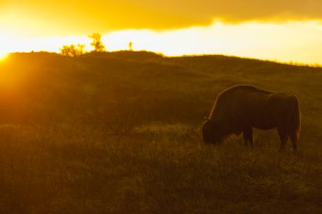 Wisent in tegenlicht. Foto: Ruud Maaskant