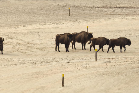 Bison discover Bison trail. Photo: Ruud Maaskant