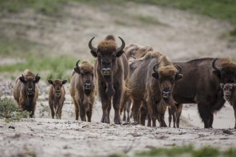 Wisenten met kalveren op een rij. Foto: Ruud Maaskant