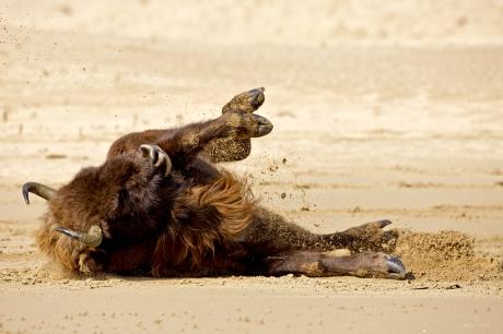 Wisent neemt zandbad. Foto: Ruud Maaskant
