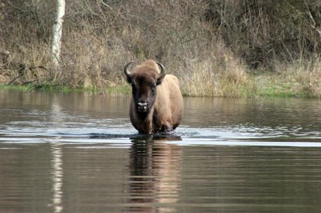 Wisent in het water. Foto: Esther Rodriguez