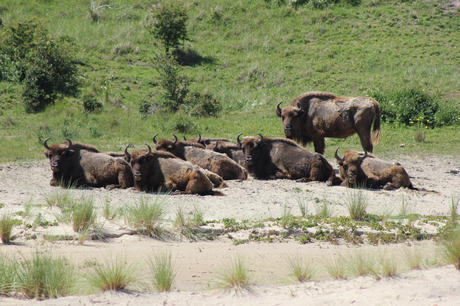 Bison group resting. Photo: Esther Rodriguez
